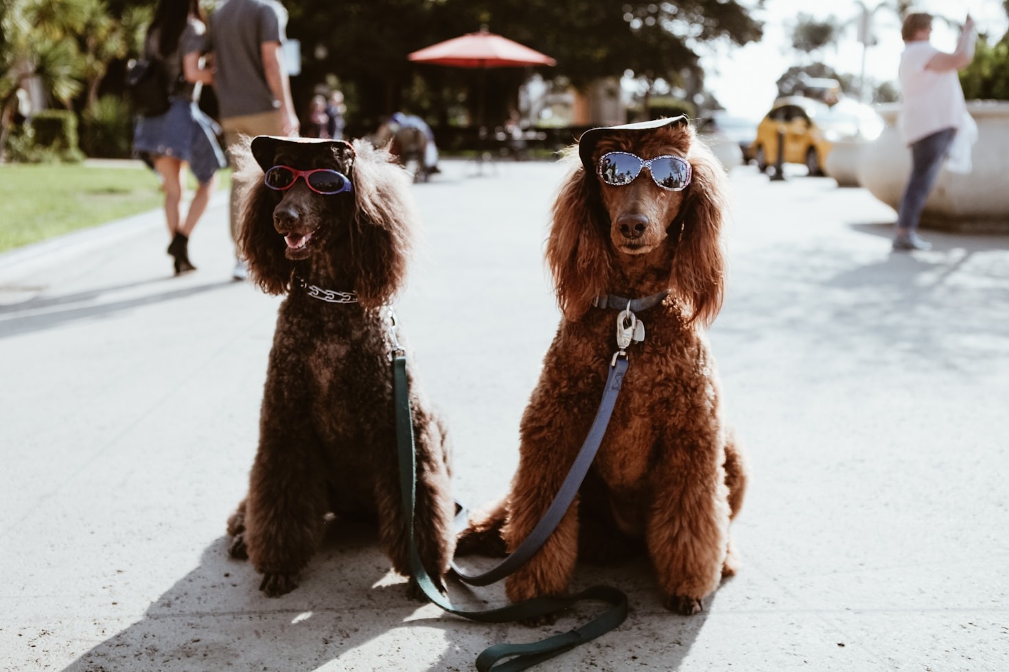 Top Accessories Every Pet Owner Needs