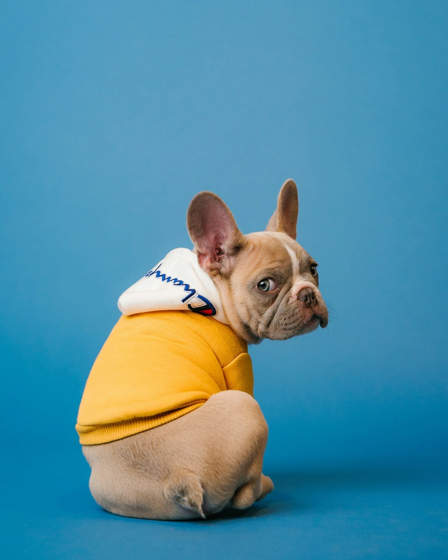 How to Choose the Perfect Toy for Your Pet