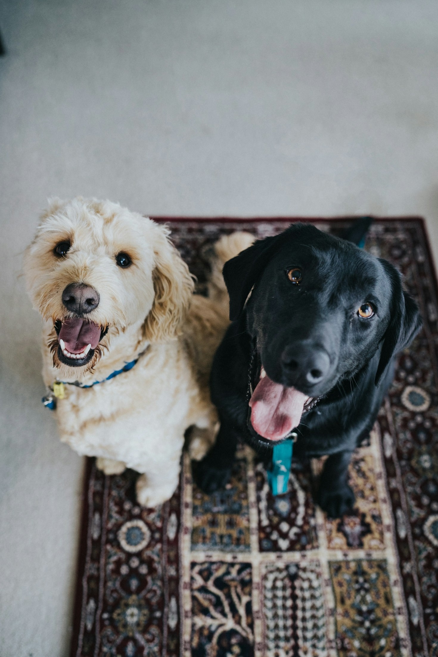The Benefits of High-Quality Pet Products