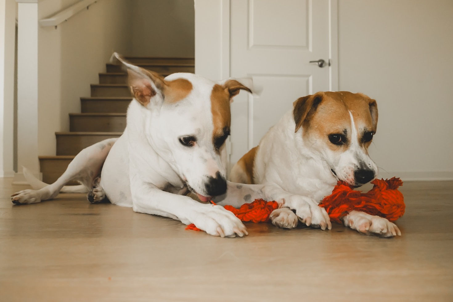 Innovative Pet Toys That Spark Joy