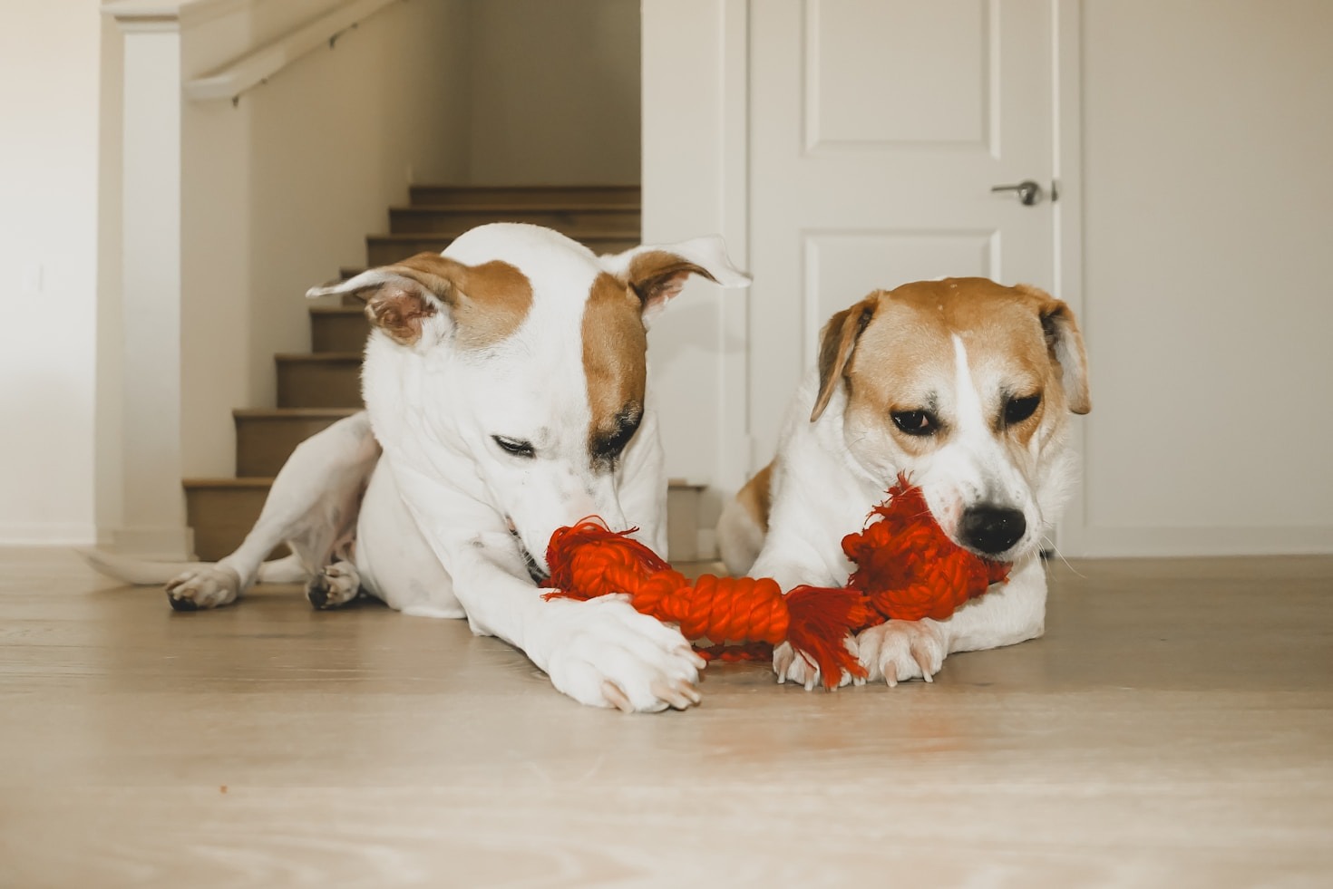 Caring for Your Pet: Tips and Tricks