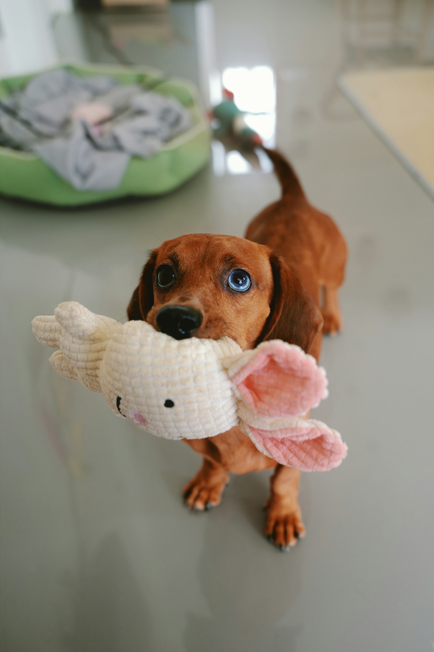 Discover the Best Gear for Happy Pets
