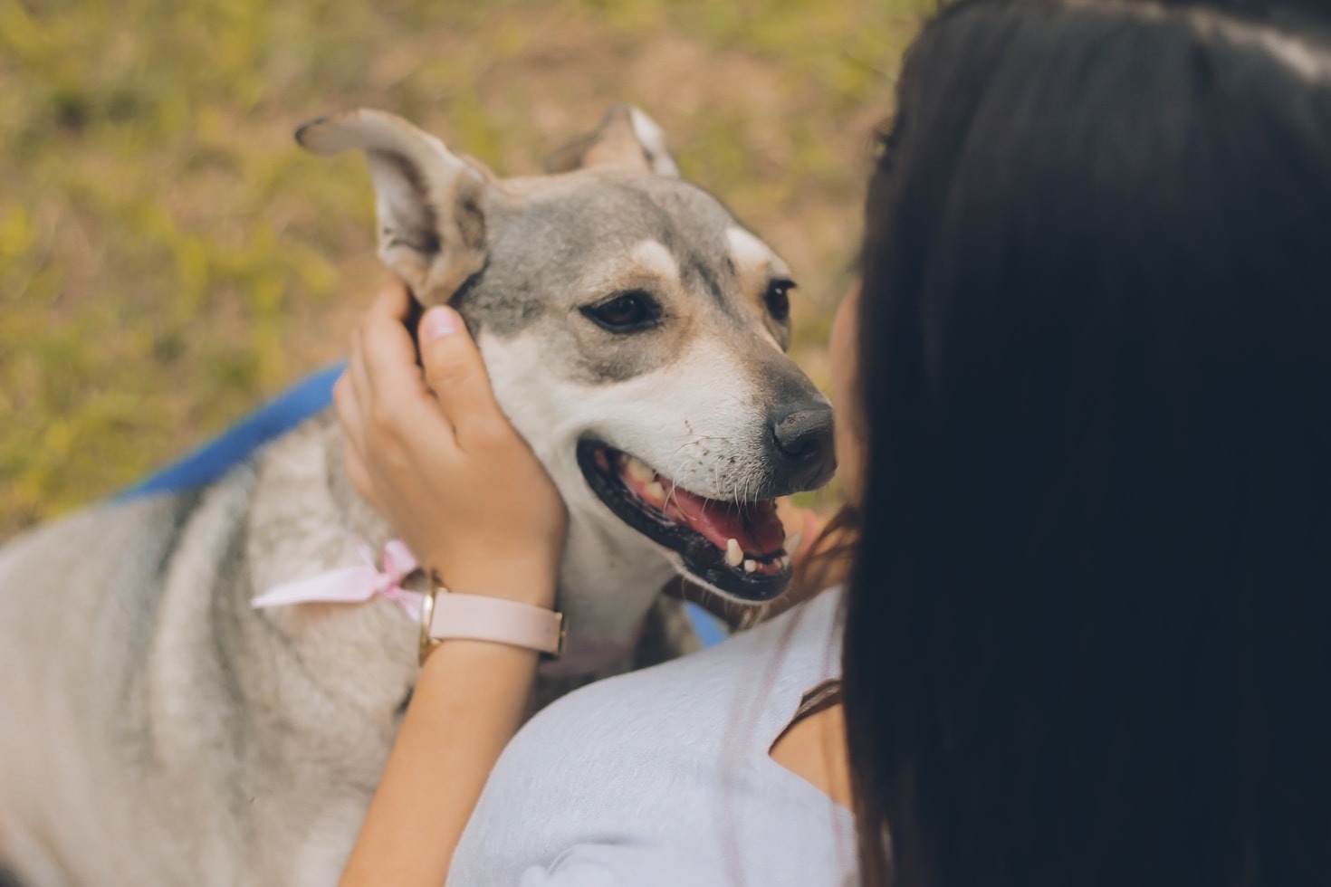 Why Quality Matters in Pet Accessories